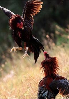 ไก่ชนออนไลน์ ไทยและต่างประเทศ