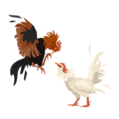 พนันกีฬาออนไลน์ ไก่ชน
